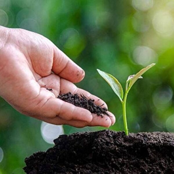 Cow Dung Herbal Compost