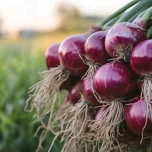 Onion