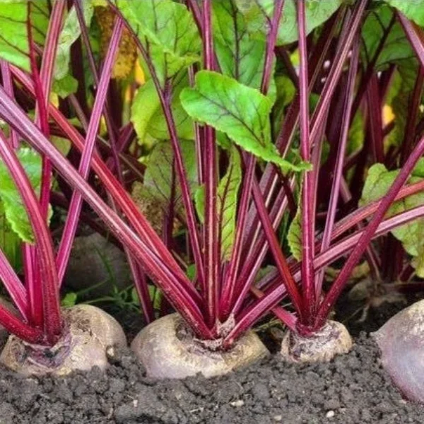 Beetroot