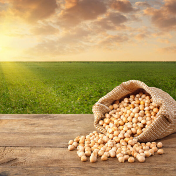 chickpeas grains scattered out of the bag on table with green field on the background. Agriculture and harvest concept. Photo with copy space area for a text. Green field on sunset